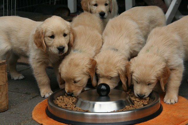 Puppies eating